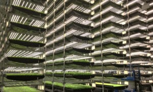 vertical farming news, AeroFarms