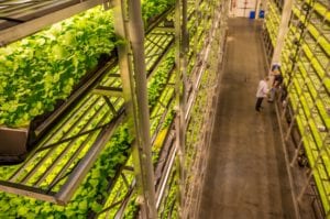 vertical farming news, AeroFarms