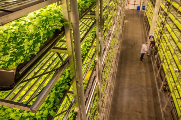 AeroFarms Launch Vertical Farming Program For Food Deserts